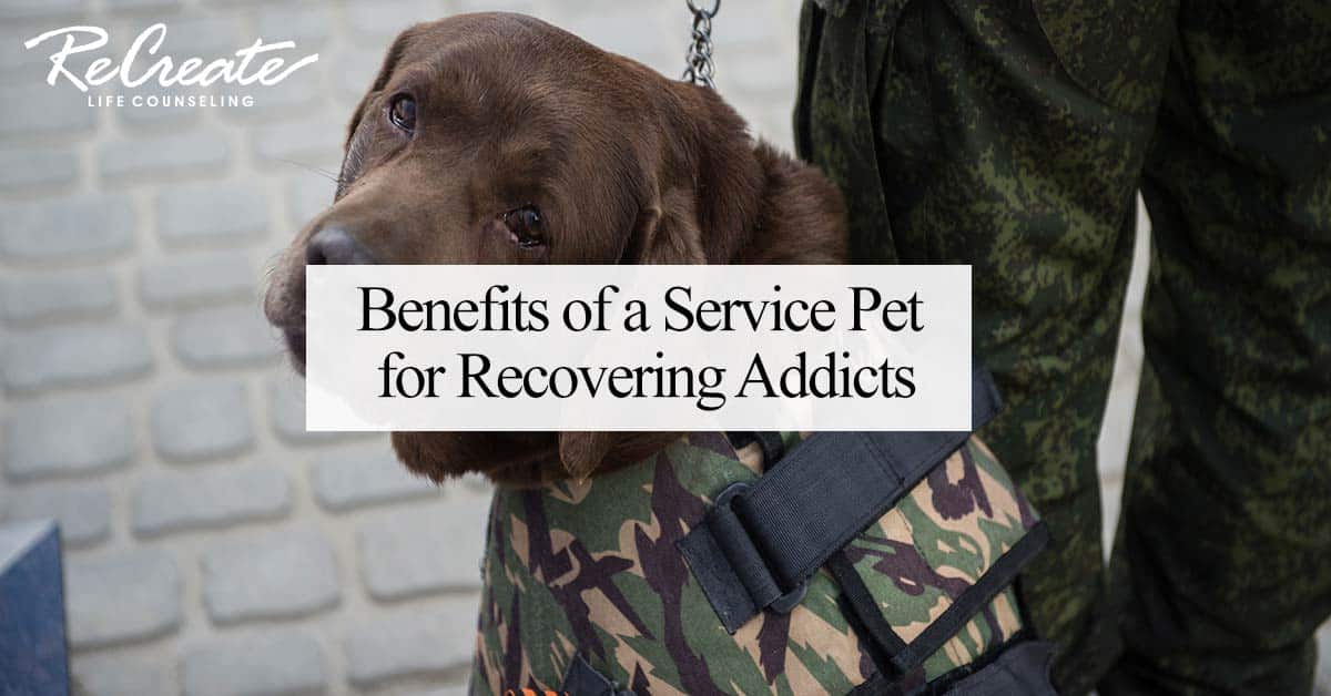 Benefits of a Service Pet for Recovering Addicts